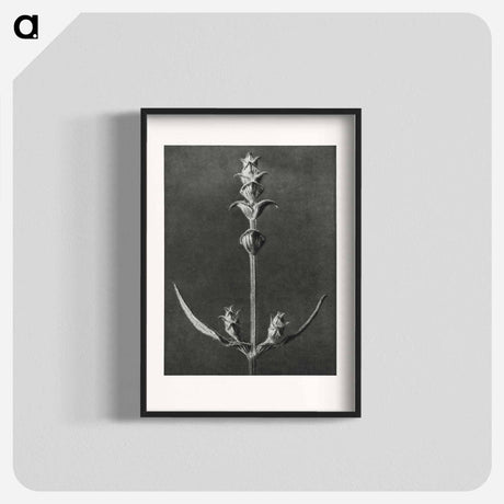 アートポスター-Salvia enlarged 5 times from Urformen der Kunst by Karl Blossfeldt - カール ブロスフェルト Poster.