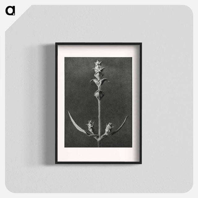 アートポスター-Salvia enlarged 5 times from Urformen der Kunst by Karl Blossfeldt - カール ブロスフェルト Poster.