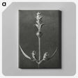 2-4_Karl-Blossfeldt_canvas