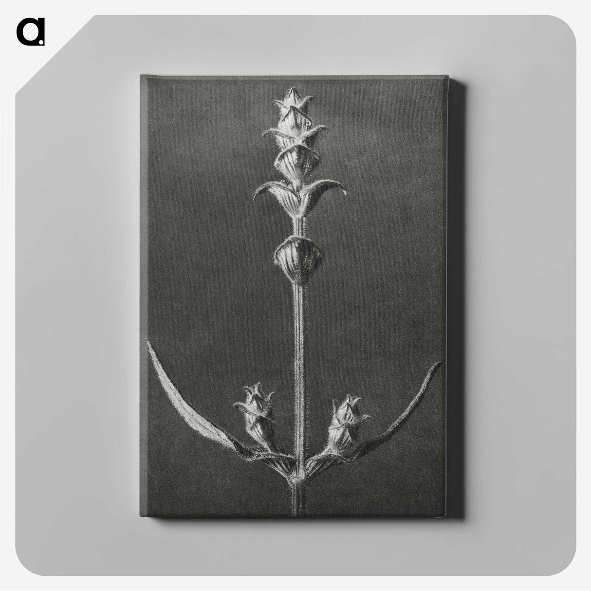 2-4_Karl-Blossfeldt_canvas