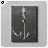 2-4_Karl-Blossfeldt_canvas