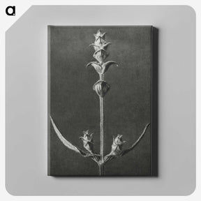 2-4_Karl-Blossfeldt_canvas