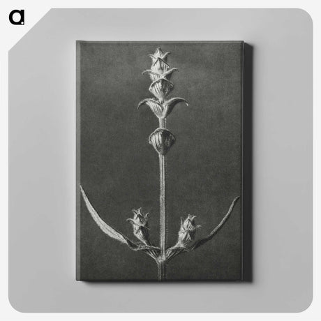 2-4_Karl-Blossfeldt_canvas