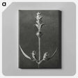 アートパネル-Salvia enlarged 5 times from Urformen der Kunst by Karl Blossfeldt - カール ブロスフェルト Canvas.