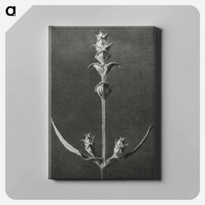 アートパネル-Salvia enlarged 5 times from Urformen der Kunst by Karl Blossfeldt - カール ブロスフェルト Canvas.