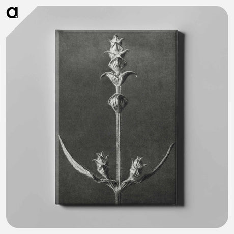 アートパネル-Salvia enlarged 5 times from Urformen der Kunst by Karl Blossfeldt - カール ブロスフェルト Canvas.