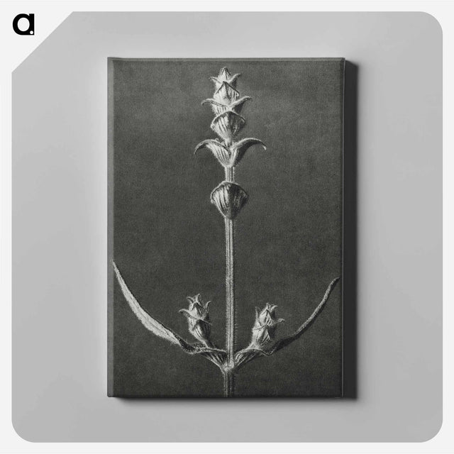 アートパネル-Salvia enlarged 5 times from Urformen der Kunst by Karl Blossfeldt - カール ブロスフェルト Canvas.