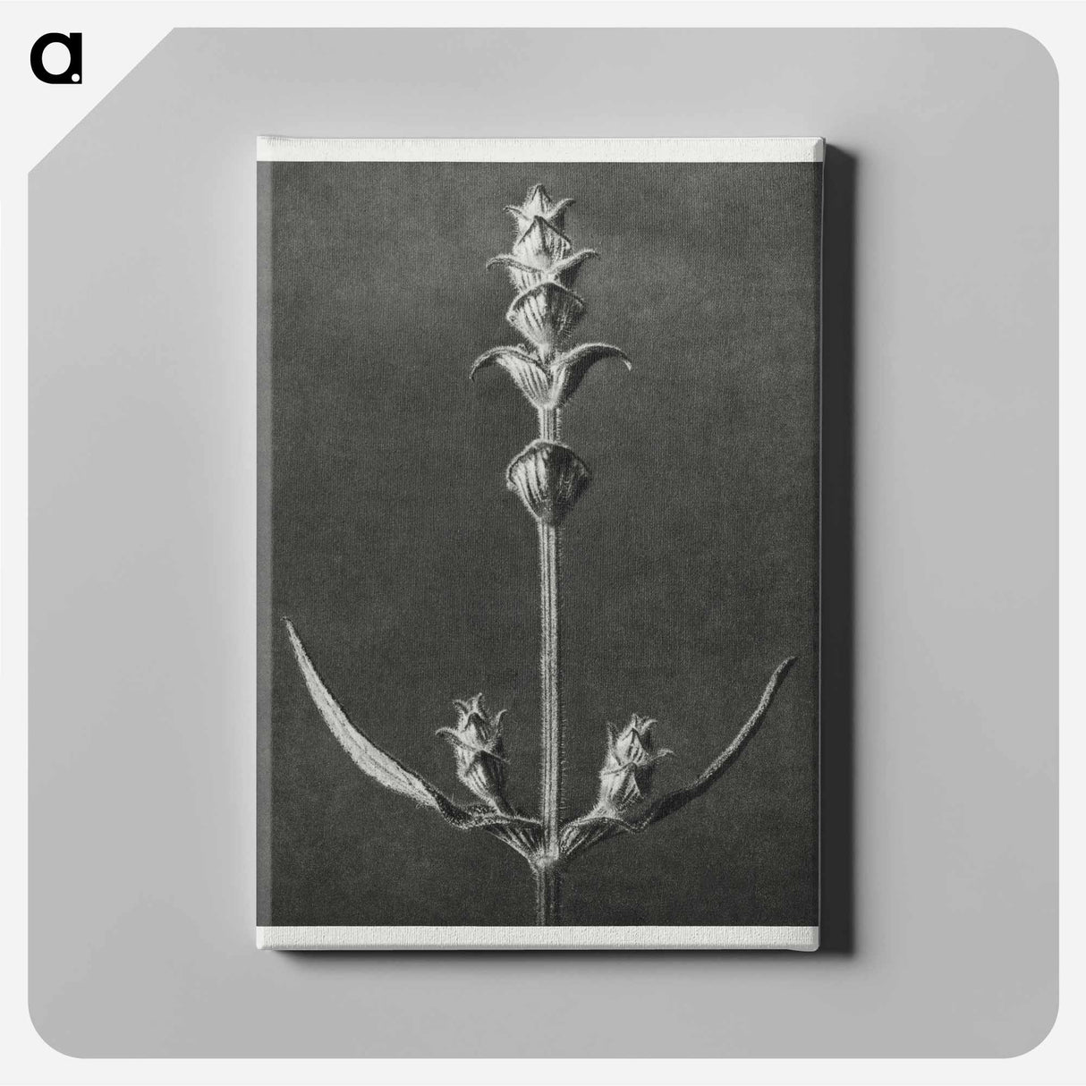 Salvia enlarged 5 times from Urformen der Kunst by Karl Blossfeldt - カール ブロスフェルト Canvas.