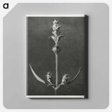 Salvia enlarged 5 times from Urformen der Kunst by Karl Blossfeldt - カール ブロスフェルト Canvas.