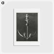 アートポストカード-Salvia enlarged 5 times from Urformen der Kunst by Karl Blossfeldt - カール ブロスフェルト Postcard.
