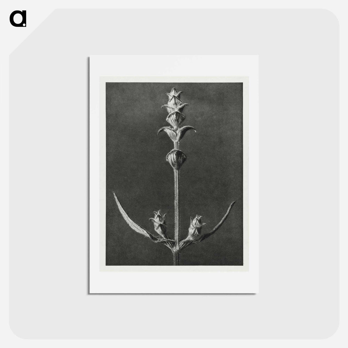 アートポストカード-Salvia enlarged 5 times from Urformen der Kunst by Karl Blossfeldt - カール ブロスフェルト Postcard.