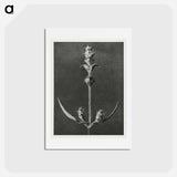 アートポストカード-Salvia enlarged 5 times from Urformen der Kunst by Karl Blossfeldt - カール ブロスフェルト Postcard.