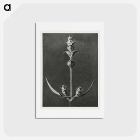 アートポストカード-Salvia enlarged 5 times from Urformen der Kunst by Karl Blossfeldt - カール ブロスフェルト Postcard.