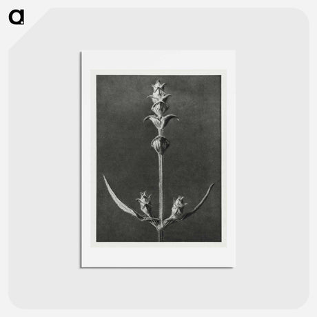 アートポストカード-Salvia enlarged 5 times from Urformen der Kunst by Karl Blossfeldt - カール ブロスフェルト Postcard.