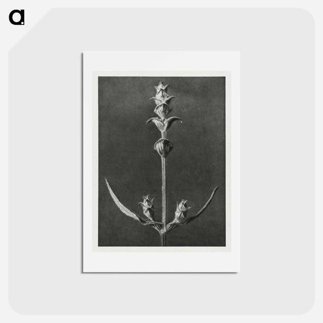 アートポストカード-Salvia enlarged 5 times from Urformen der Kunst by Karl Blossfeldt - カール ブロスフェルト Postcard.