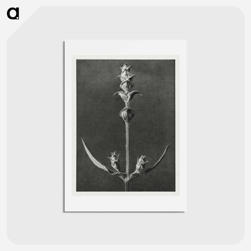 Salvia enlarged 5 times from Urformen der Kunst by Karl Blossfeldt - カール ブロスフェルト Postcard.