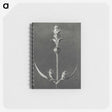 2-4_Karl-Blossfeldt_memo