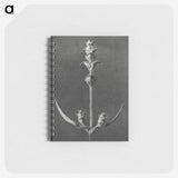 2-4_Karl-Blossfeldt_memo