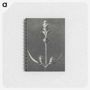 2-4_Karl-Blossfeldt_memo