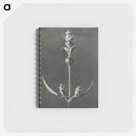 2-4_Karl-Blossfeldt_memo
