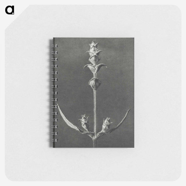 2-4_Karl-Blossfeldt_memo
