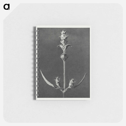 Salvia enlarged 5 times from Urformen der Kunst by Karl Blossfeldt - Karl Blossfeldt Memo.