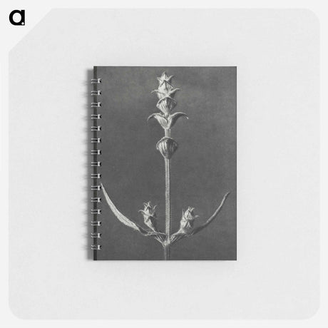 アートメモ帳-Salvia enlarged 5 times from Urformen der Kunst by Karl Blossfeldt - カール ブロスフェルト Memo.