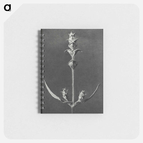 Salvia enlarged 5 times from Urformen der Kunst by Karl Blossfeldt - カール ブロスフェルト Memo.
