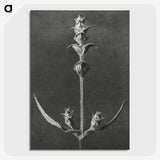 2-4_Karl-Blossfeldt_picture-crop