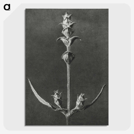 2-4_Karl-Blossfeldt_picture-crop