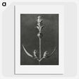 2-4_Karl-Blossfeldt_picture
