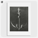 2-4_Karl-Blossfeldt_picture
