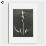 Salvia enlarged 5 times from Urformen der Kunst by Karl Blossfeldt - カール ブロスフェルト Poster.