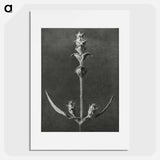 アートポスター-Salvia enlarged 5 times from Urformen der Kunst by Karl Blossfeldt - カール ブロスフェルト Poster.