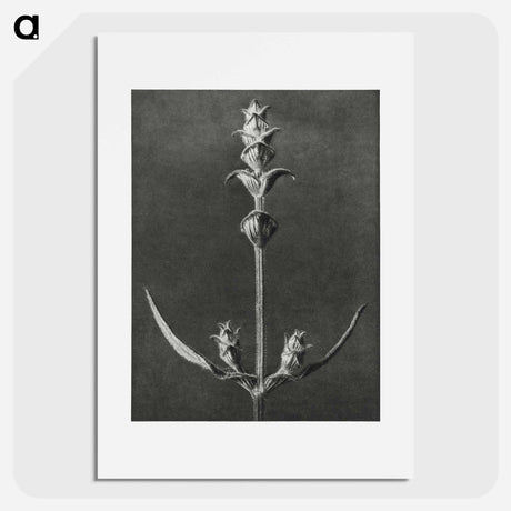 アートポスター-Salvia enlarged 5 times from Urformen der Kunst by Karl Blossfeldt - カール ブロスフェルト Poster.