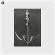 2-4_Karl-Blossfeldt_postcard