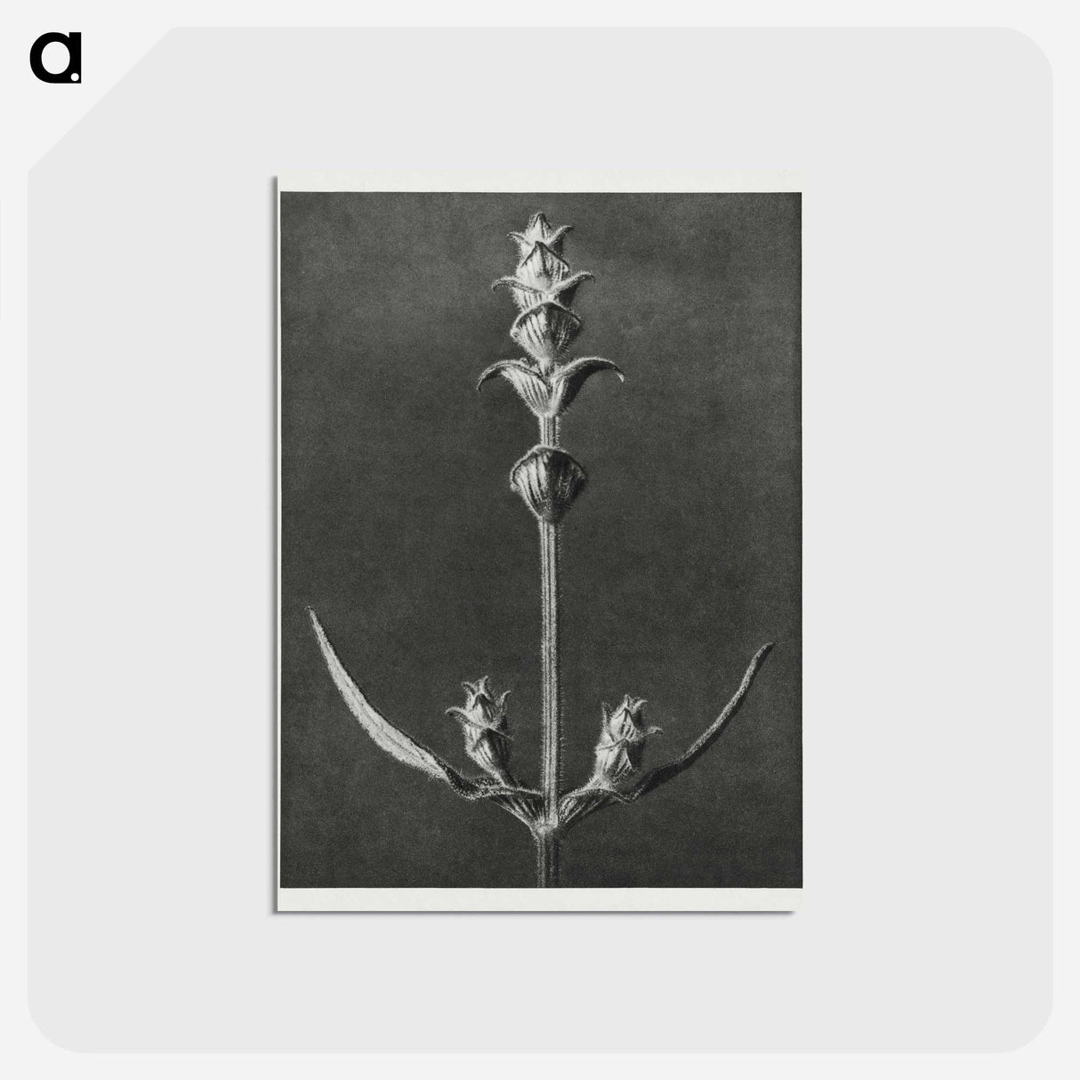 アートポストカード-Salvia enlarged 5 times from Urformen der Kunst by Karl Blossfeldt - カール ブロスフェルト Postcard.