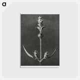 アートポストカード-Salvia enlarged 5 times from Urformen der Kunst by Karl Blossfeldt - カール ブロスフェルト Postcard.