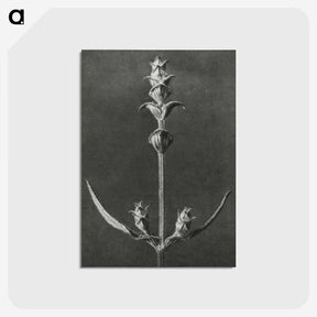 2-4_Karl-Blossfeldt_postcard