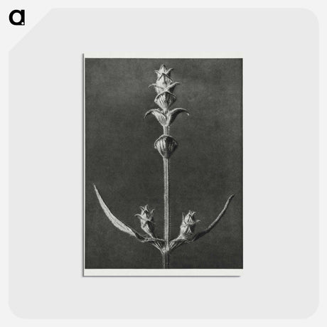 アートポストカード-Salvia enlarged 5 times from Urformen der Kunst by Karl Blossfeldt - カール ブロスフェルト Postcard.