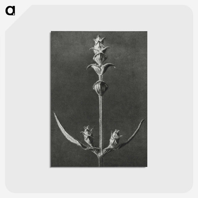 2-4_Karl-Blossfeldt_postcard