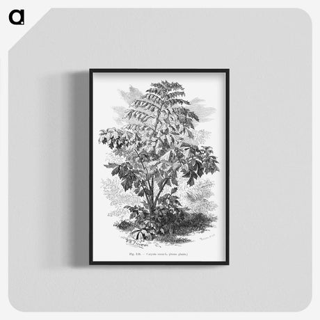2-4_Les-Palmiers-Histoire-Iconographique_blk-crop