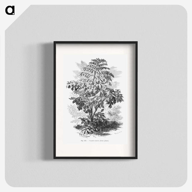 2-4_Les-Palmiers-Histoire-Iconographique_blk