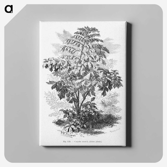 2-4_Les-Palmiers-Histoire-Iconographique_canvas