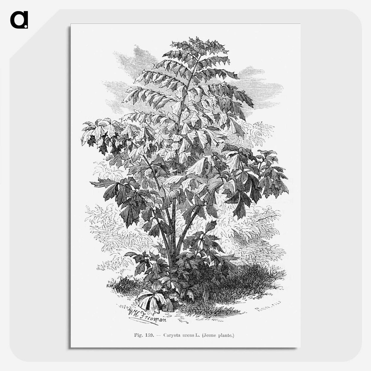 2-4_Les-Palmiers-Histoire-Iconographique_picture-crop