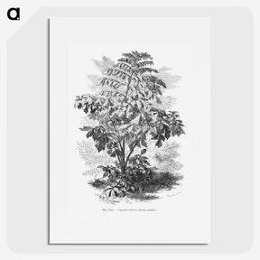 2-4_Les-Palmiers-Histoire-Iconographique_picture