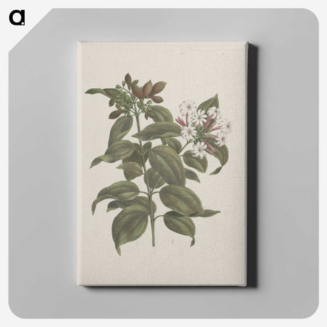 2-4_Luigi-Balugani_canvas