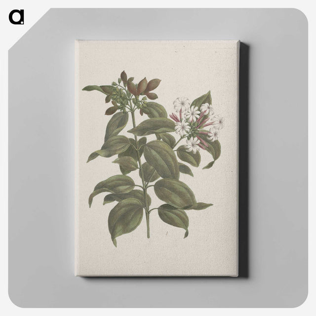 2-4_Luigi-Balugani_canvas