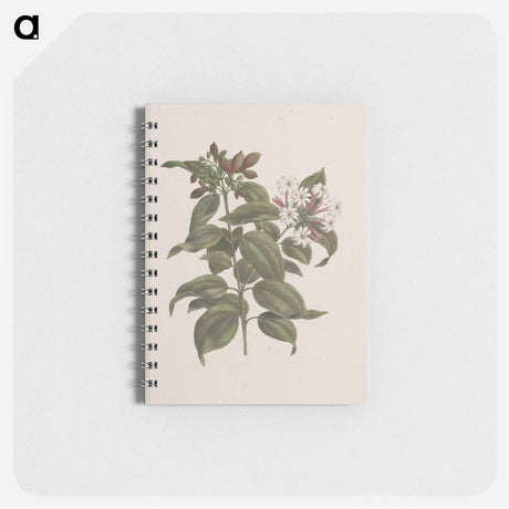 アートメモ帳-African Jasmine
 - ルイージ バルガーニ Memo.