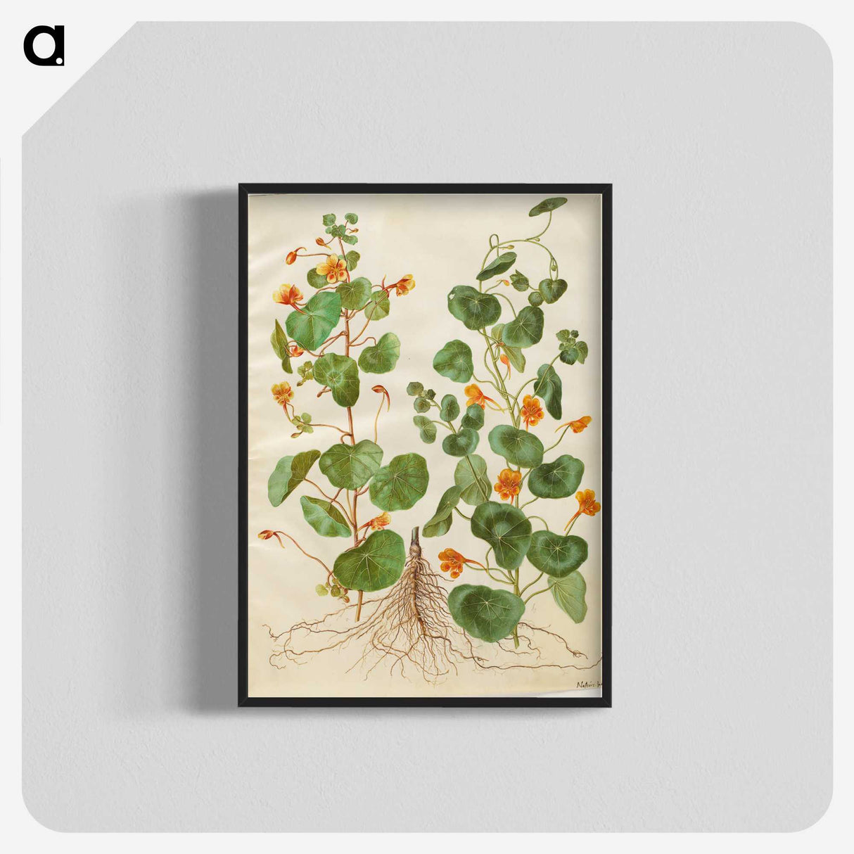 2-4_Maria-Sibylla-Merian_blk-crop